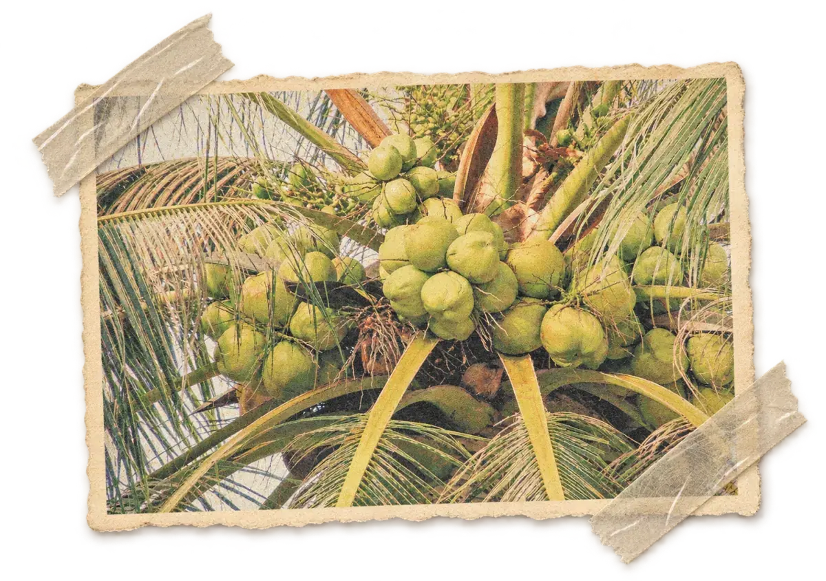 Ripening coconuts clustered on the palm
